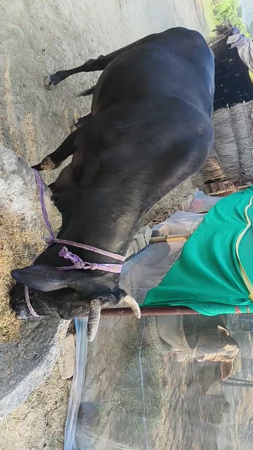 Mix sahiwal Cow O0597 in  BIHAR