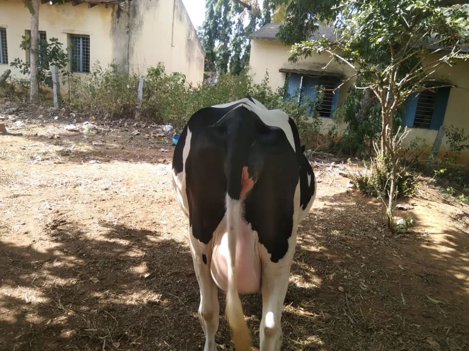 HF Cow in  KARNATAKA