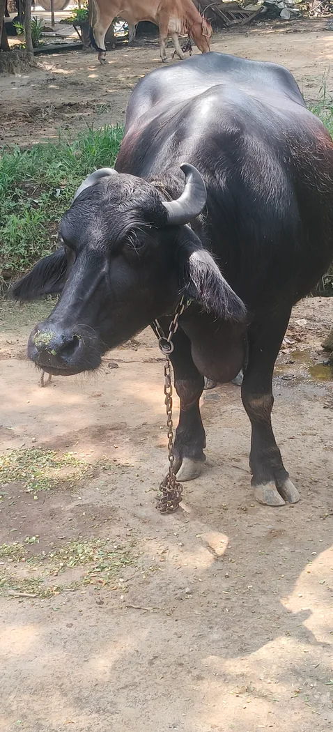 Murrah Buffalo in  UTTAR PRADESH