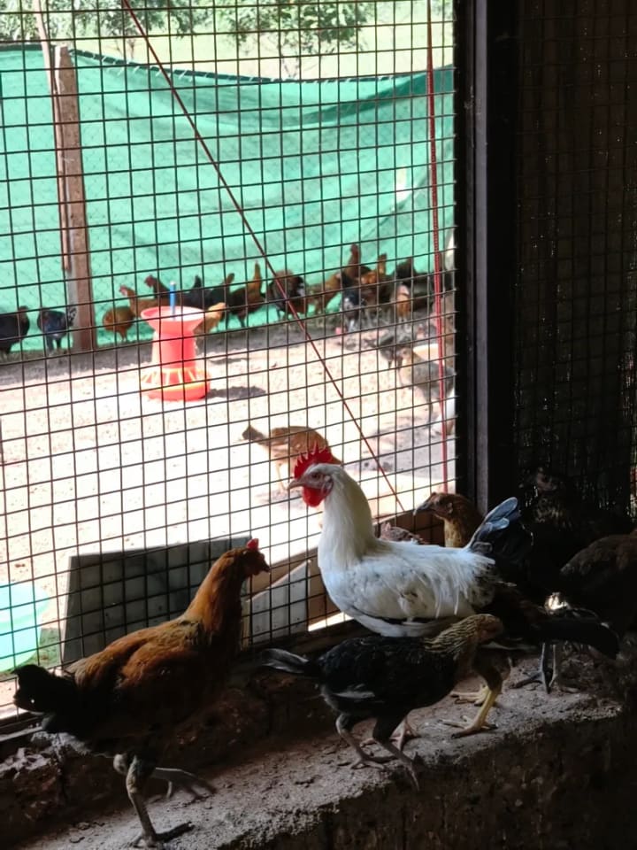 Sonali Chicken O0922 in  TELANGANA