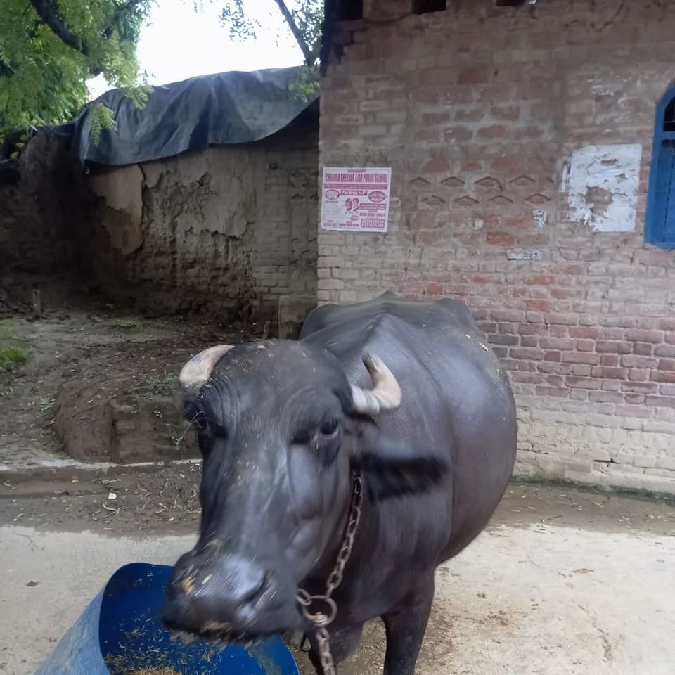 Others Buffalo in  UTTAR PRADESH
