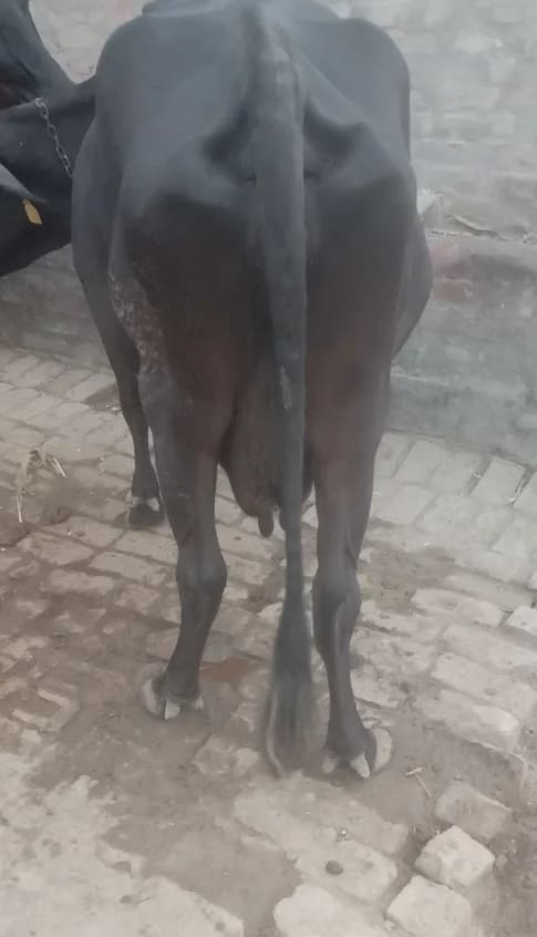 HF Cow in  RAJASTHAN
