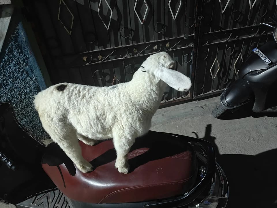 Bannur Sheep in  KARNATAKA