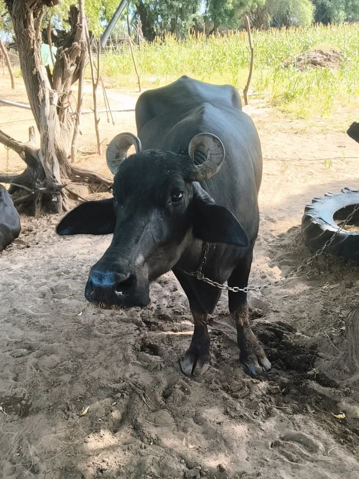 Others Buffalo in  RAJASTHAN
