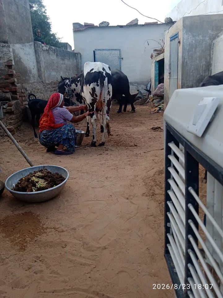 HF Cow in RAJASTHAN
