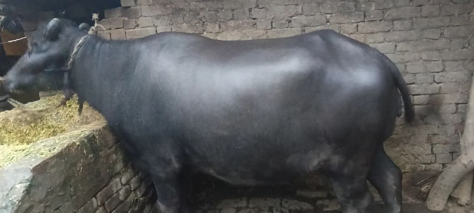 Murrah Buffalo in UTTAR PRADESH