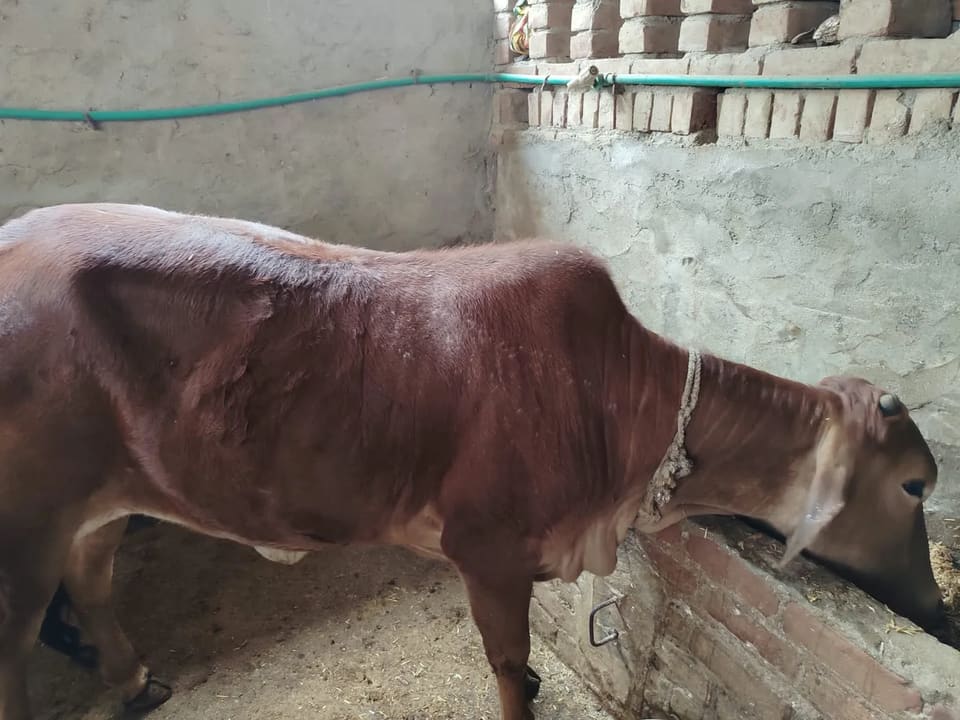 Sahiwal Heifer Cow S1849 in  DELHI