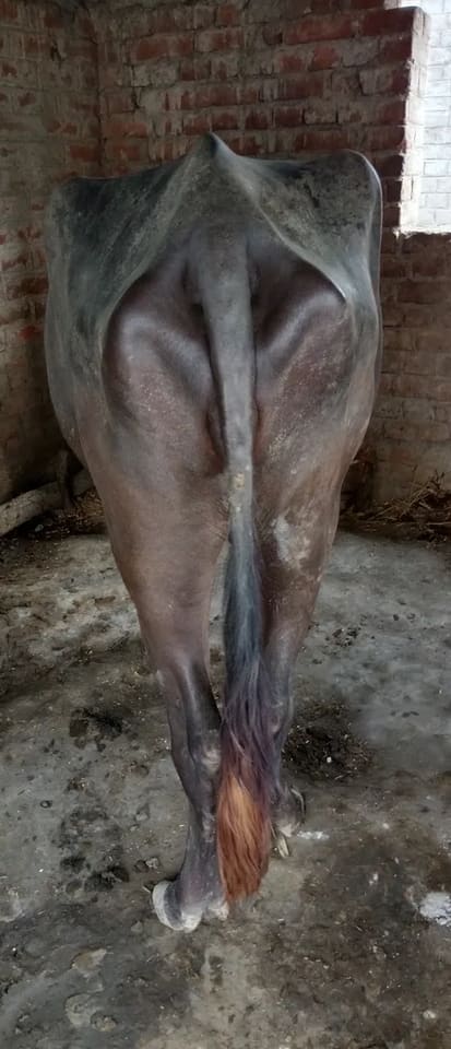 Murrah Buffalo in  BIHAR