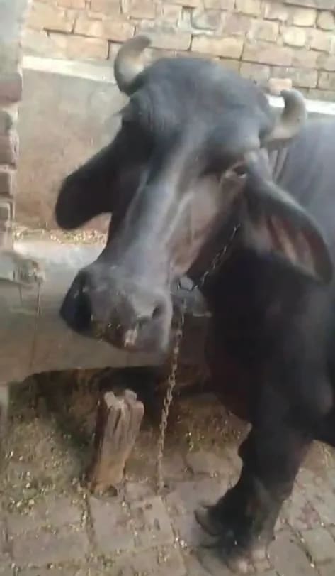 Kunni Heifer Buffalo O0755 in  UTTAR PRADESH