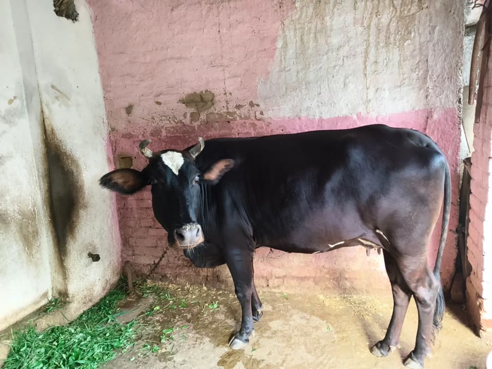Kapila Cow K0244 in  MADHYA PRADESH