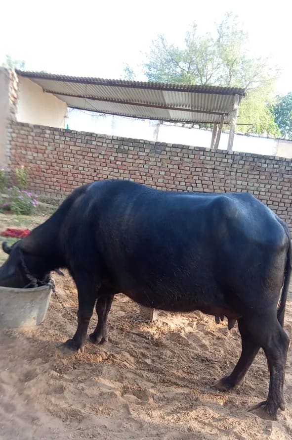 Murrah Buffalo M5286 in  RAJASTHAN