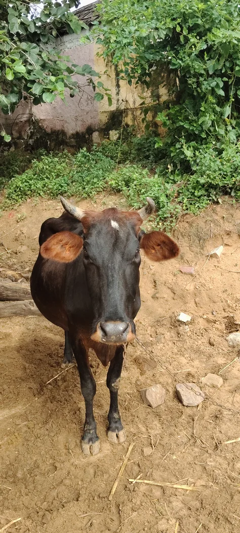 Others Cow in  RAJASTHAN