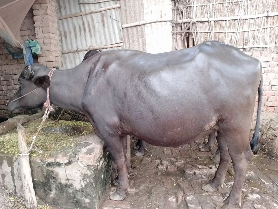 Others Buffalo in  UTTAR PRADESH