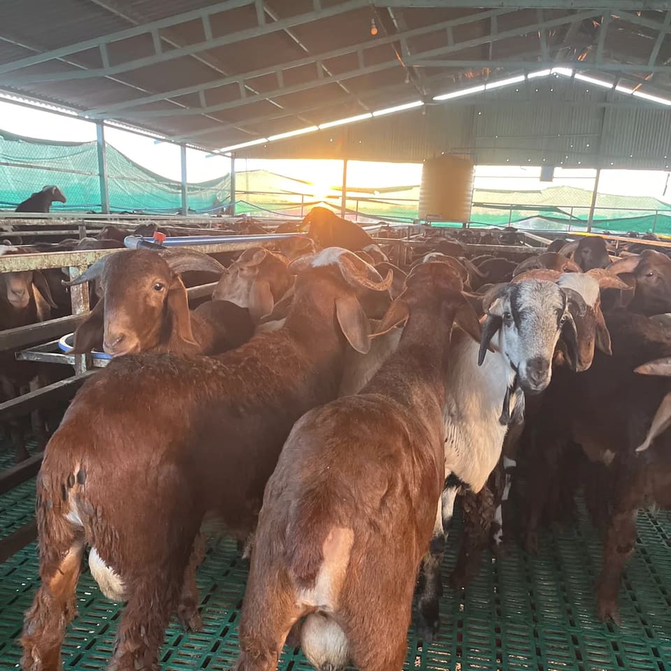 Others Sheep in  KARNATAKA