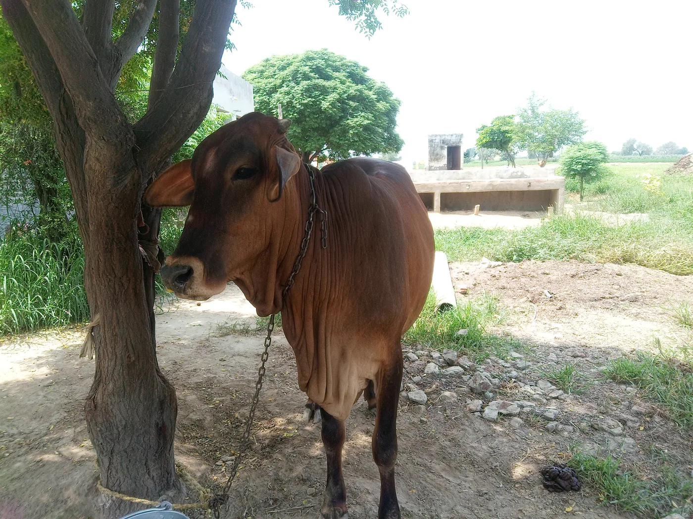 Gir Cow in  HARYANA