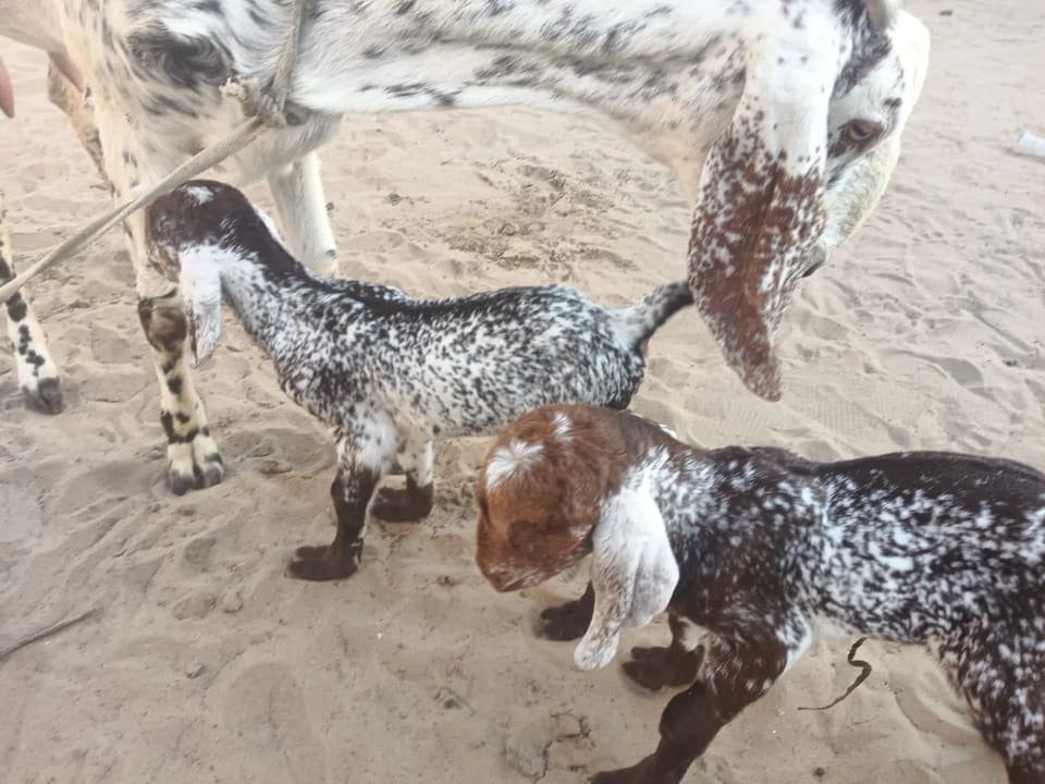 Jamunapari Goat J0287 in  RAJASTHAN
