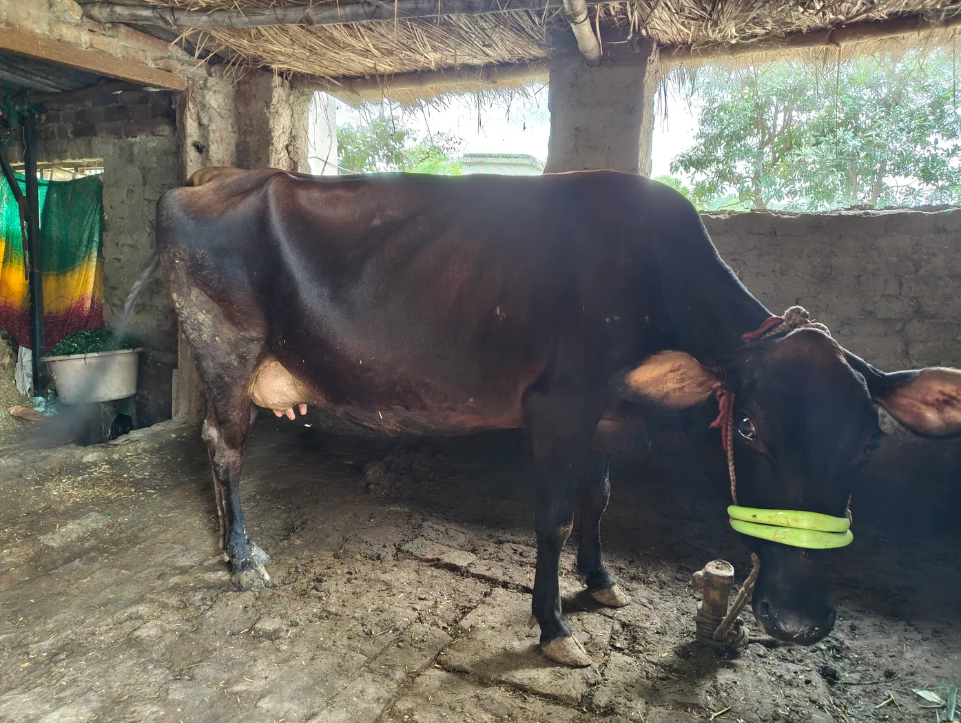 Jersey Cow in  UTTAR PRADESH