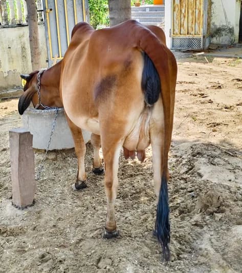Sahiwal Cow in  RAJASTHAN