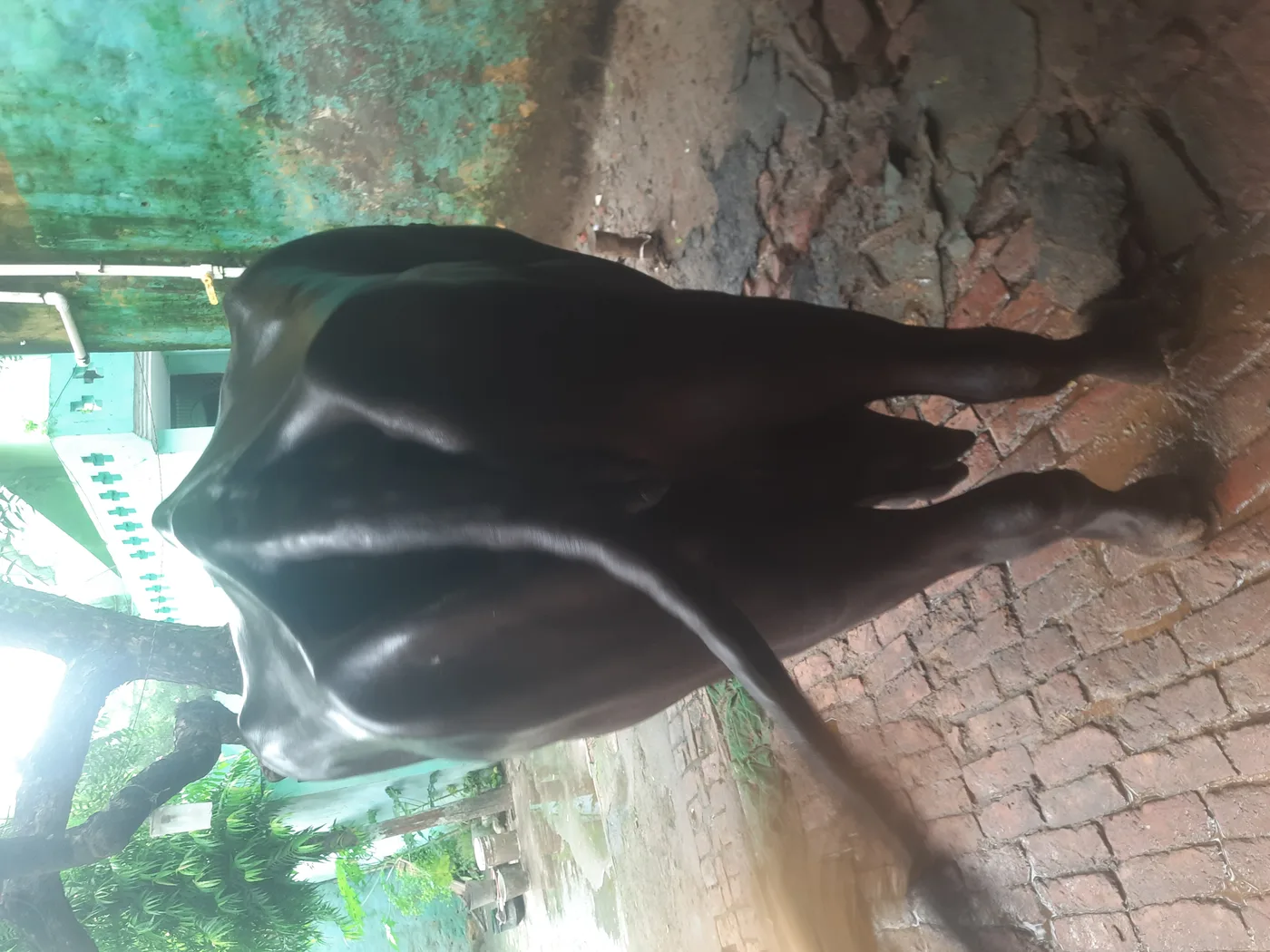 Murrah Buffalo in  UTTAR PRADESH