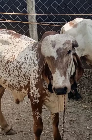 Morlo Cow O0539 in  GUJARAT