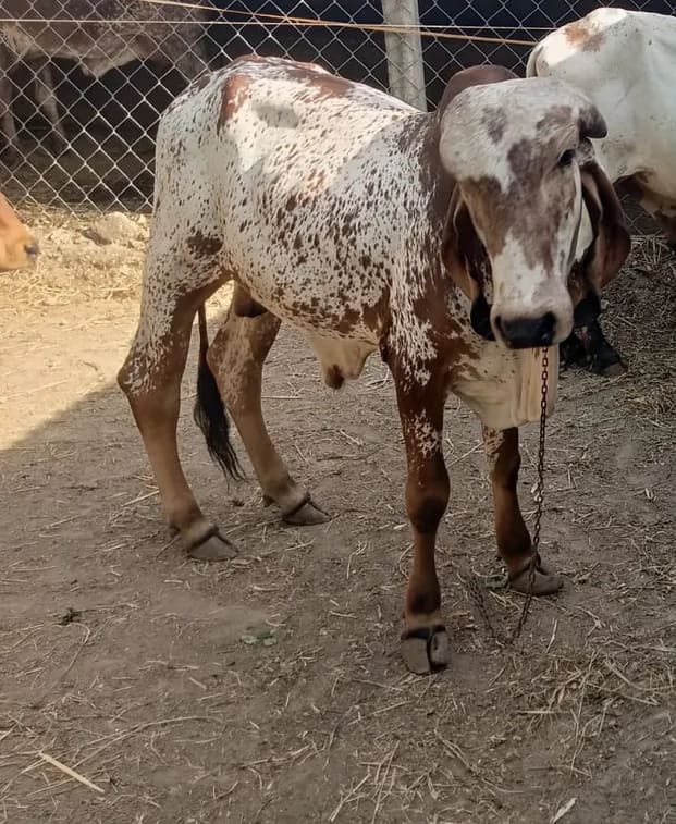 Morlo Cow O0539 in  GUJARAT