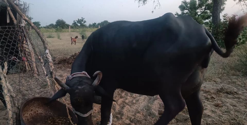 Murrah Buffalo in  RAJASTHAN