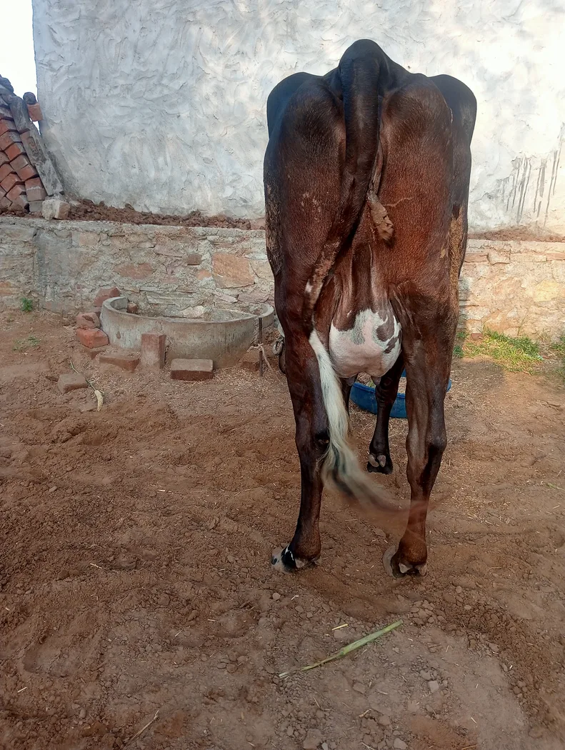 Rathi Cow in RAJASTHAN