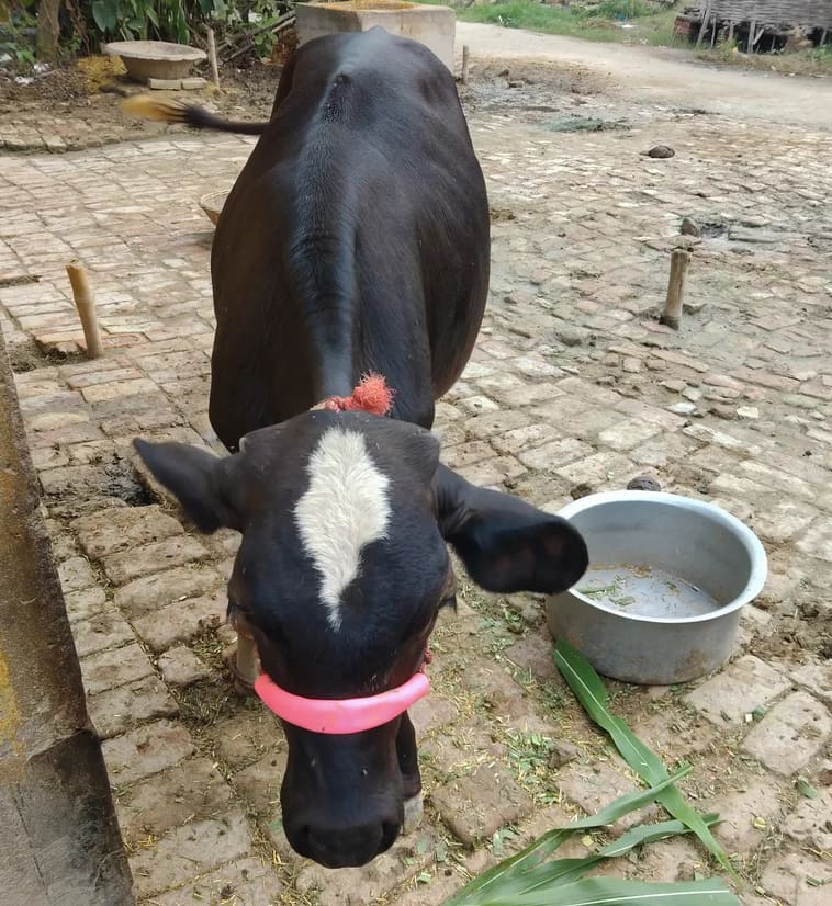 Others Cow in  BIHAR