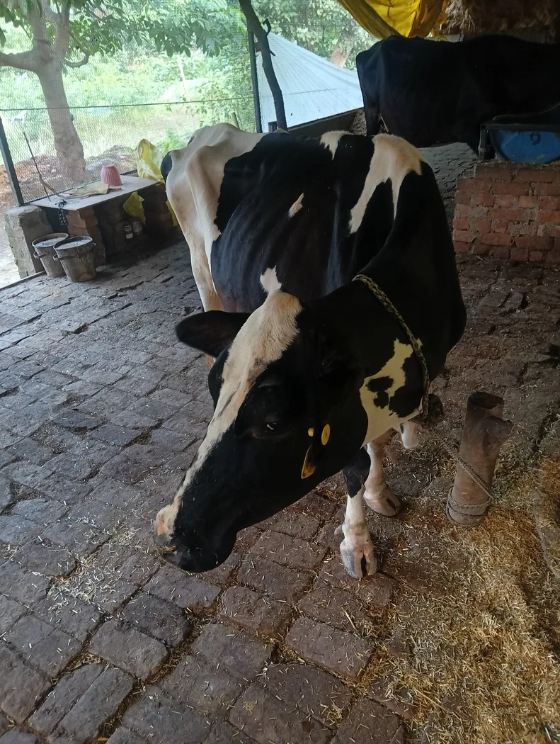 HF Cow in  UTTAR PRADESH