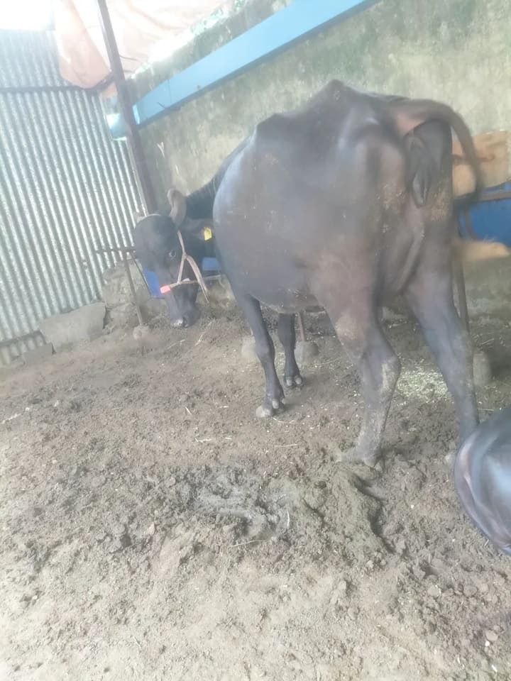 Others Buffalo in  RAJASTHAN