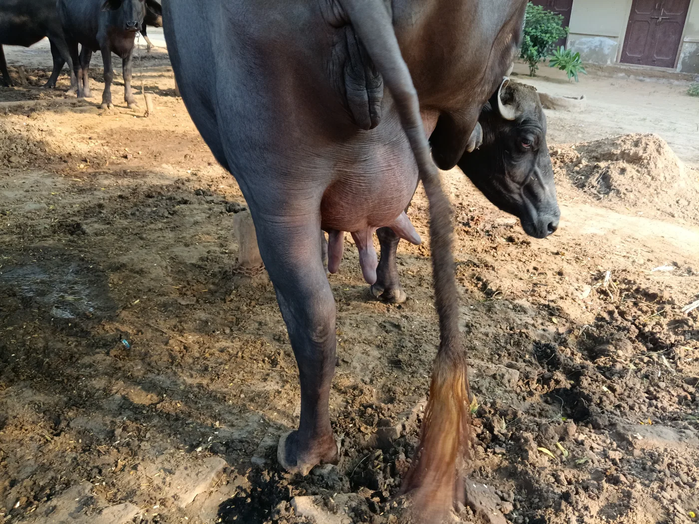 Murrah Buffalo in  RAJASTHAN