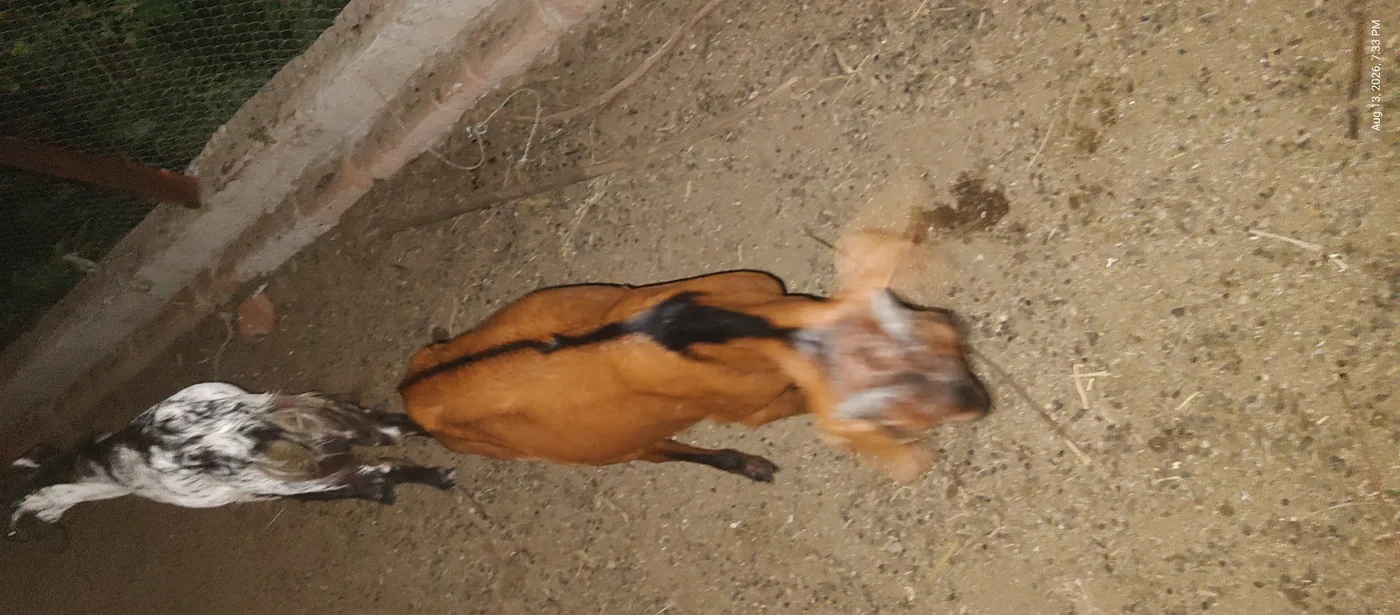 Others Goat in  MAHARASHTRA