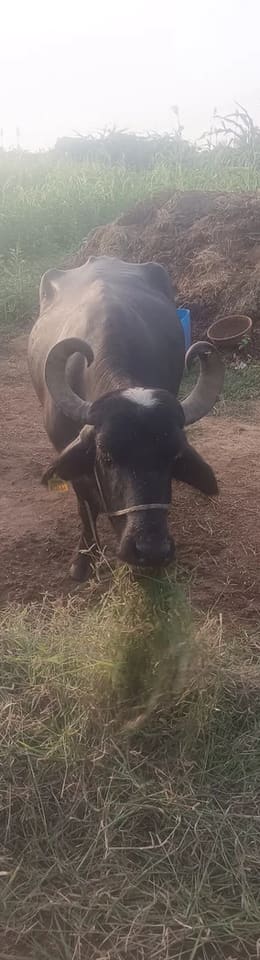 Banni  Buffalo in  RAJASTHAN