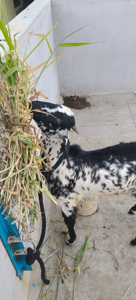Kota Goat in  KARNATAKA
