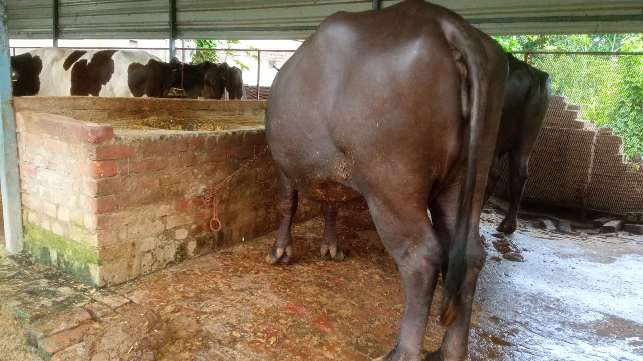Murrah Buffalo in  UTTAR PRADESH