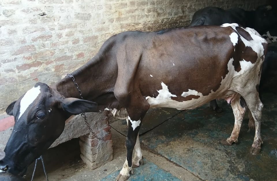 HF Cow in  HARYANA