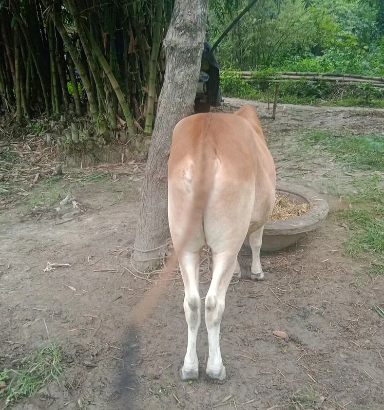 Sahiwal Cow in  WEST BENGAL