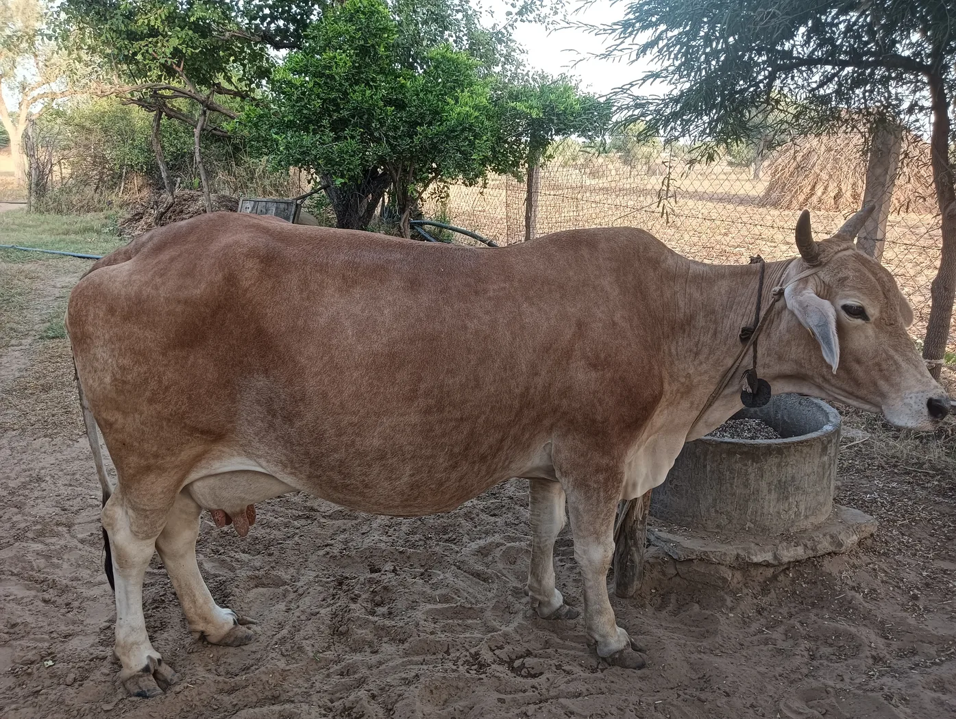Rathi Cow R0527 in  RAJASTHAN