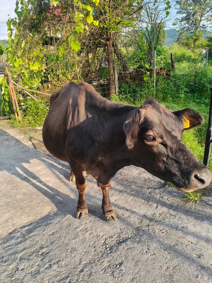 Jersey Cow J1570 in  HIMACHAL PRADESH