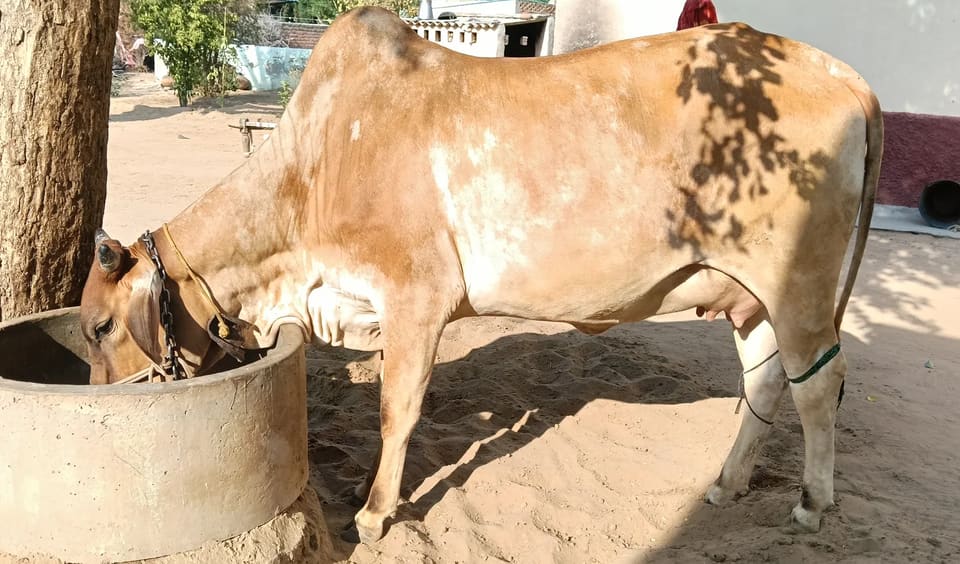 Sahiwal Cow in  RAJASTHAN