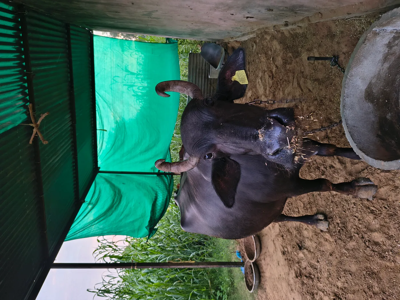 Others Buffalo in RAJASTHAN