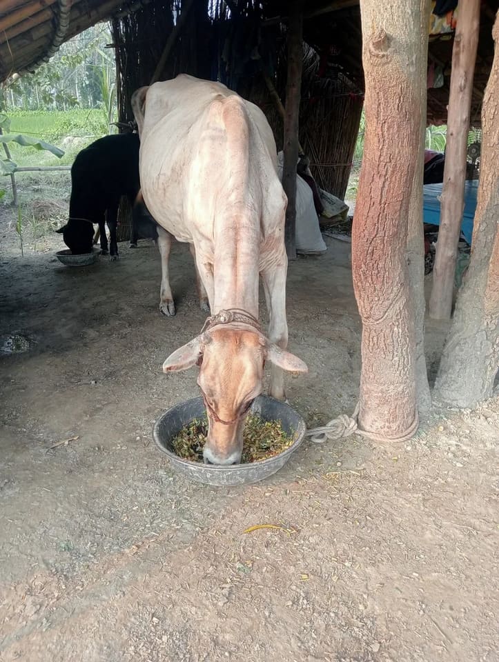 Sahiwal Cow in  UTTAR PRADESH
