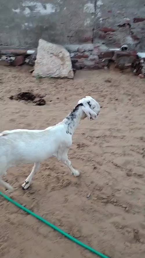 Sirohi Goat S0580 in  RAJASTHAN