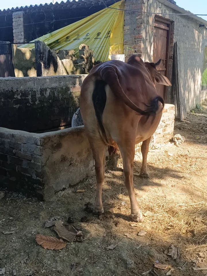 Sahiwal Cow in  UTTAR PRADESH
