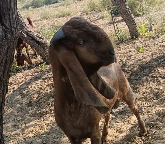Sirohi Goat S0583 in  RAJASTHAN