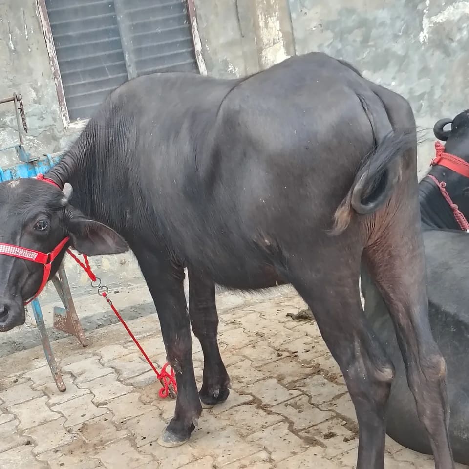 हरियाणवी Heifer O0748 in  HARYANA