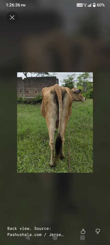 Others Cow in  ASSAM