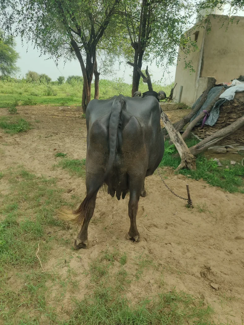 Others Buffalo in  RAJASTHAN