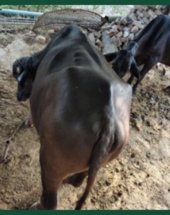 Others Buffalo in HARYANA
