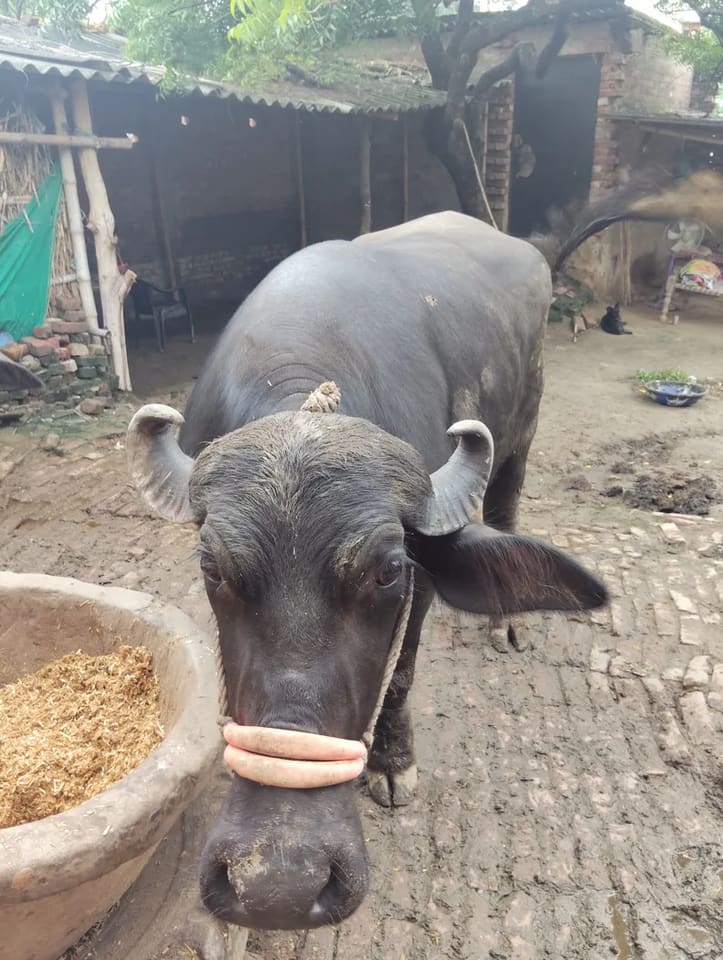 Murrah Buffalo in  UTTAR PRADESH